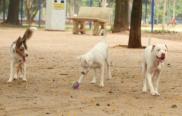 SP: Passeio em parques com cães deve ser com coleira e outras responsabilidades