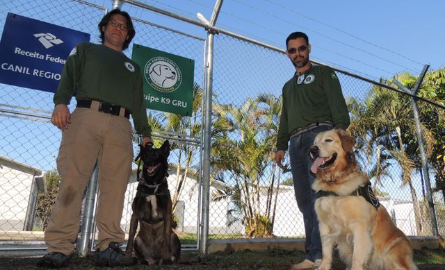 Cães farejadores do Mapa chegam ao aeroporto de Guarulhos para reforçar a fiscalização