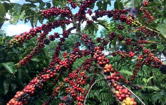 Instituto do Governo de SP inicia etapa decisiva para produzir café descafeinado