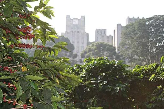 Cidade de São Paulo tem cafezal em plena área urbana