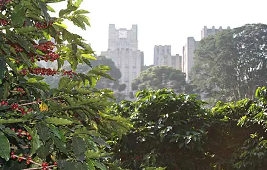 Cidade de São Paulo tem cafezal em plena área urbana