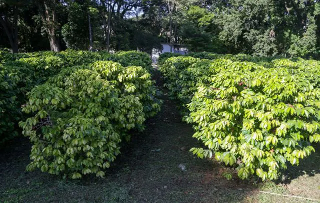 Maior cafezal urbano do mundo leva história e educação ambiental à população