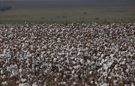 São Paulo lança programas AgroSP+Seguro e Município AgroSP