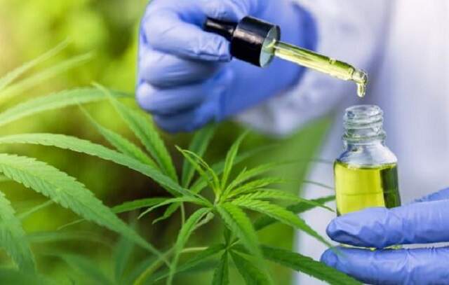 SP define critérios para acesso a remédios à base de cannabis pelo SUS