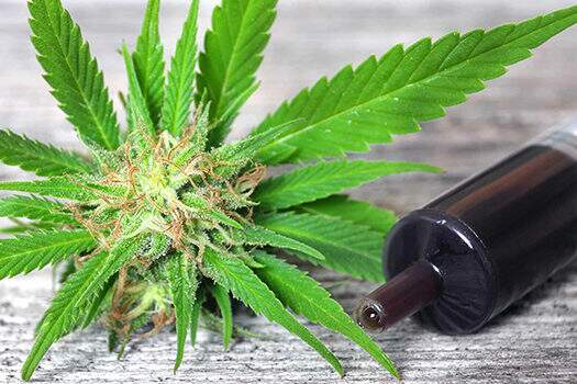 Anvisa autoriza produto à base de cannabis em projeto com a Fiocruz