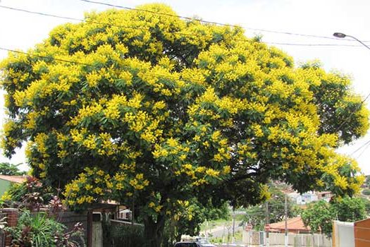 Shopping Metrópole comemora Dia da Árvore