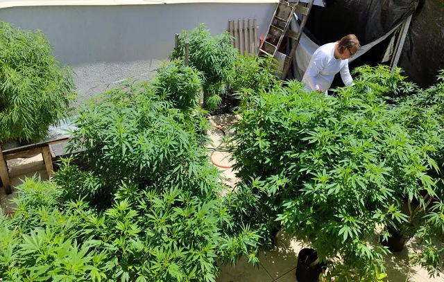 Venda nas farmácias de produtos à base de cannabis cresce 342