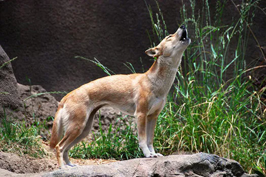 Considerado extinto, ‘cão cantor’ da Nova Guiné é visto pela 1ª vez em 50 anos