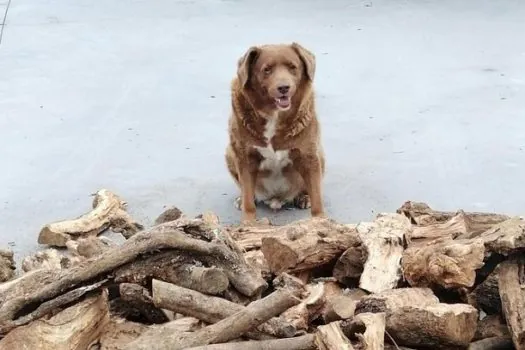 Cão de 30 anos quebra recorde do ‘Guinness’ e é o mais velho já registrado