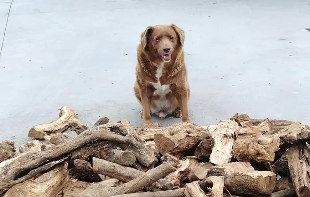 Cão de 30 anos quebra recorde do ‘Guinness’ e é o mais velho já registrado