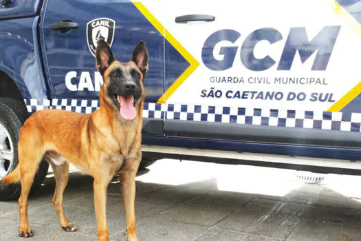 Cão da GCM de São Caetano localiza drogas em ação conjunta com PM