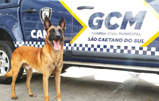 Cão da GCM de São Caetano localiza drogas em ação conjunta com PM