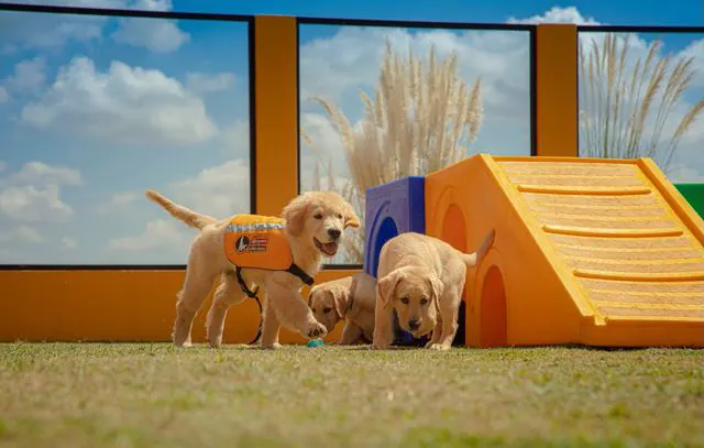 Parque Ibirapuera sedia evento em comemoração ao Dia do Cão-Guia