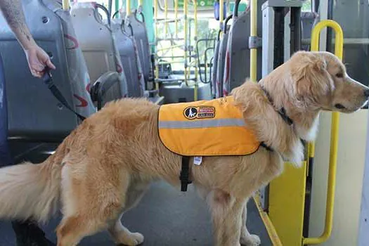 Veja como funciona o transporte do cão-guia nos trens, metrô e ônibus de SP