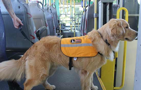Empresas Consor e BRT apoiam o Instituto Magnus com a socialização de cães-guia