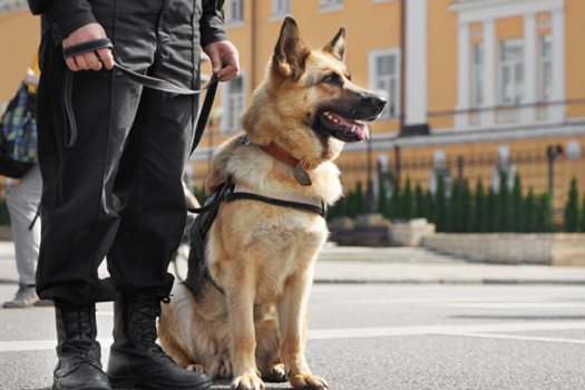 Projeto de lei institui 15 de junho como o Dia do Cão Policial