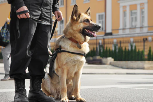 Projeto de lei institui 15 de junho como o Dia do Cão Policial