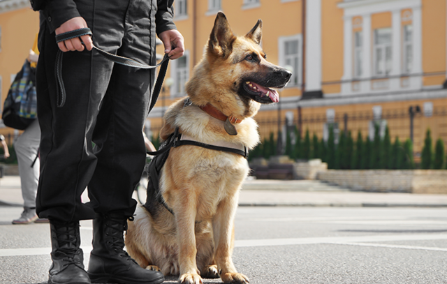 Projeto de lei institui 15 de junho como o Dia do Cão Policial