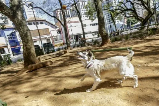 SP tem 174 espaços exclusivos para a diversão de cães e seus tutores