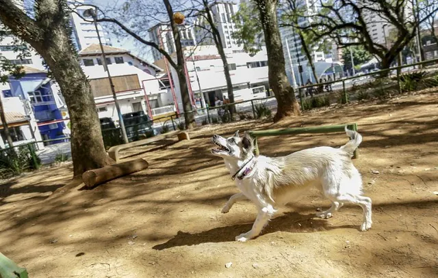 SP tem 174 espaços exclusivos para a diversão de cães e seus tutores