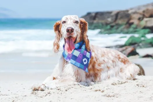 Verão com os pets: cuidados para garantir a saúde e a diversão