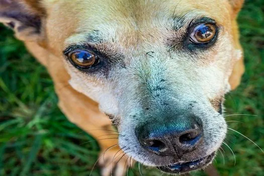 Canil da Guarda Civil Metropolitana promove II Feira de Adoção de Cães e Gatos_x000D_