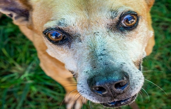 Canil da Guarda Civil Metropolitana promove II Feira de Adoção de Cães e Gatos_x000D_