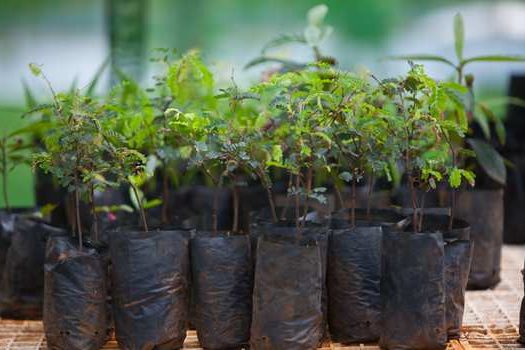 SP planta árvores nativas como ipês, pitangueiras e sibipirunas para celebrar o Dia das Florestas