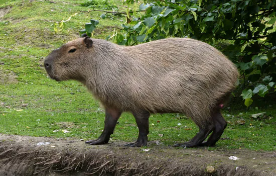 SIMA promove Semana da Capivara