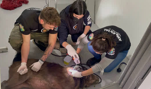 Equipe ambiental realizou todos procedimentos para salvar a capivara