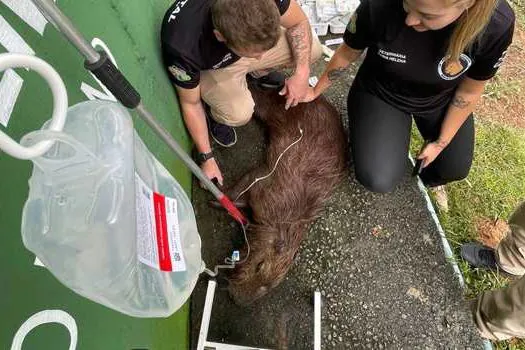 Equipe Ambiental de Ribeirão Pires resgata capivara em Ouro fino