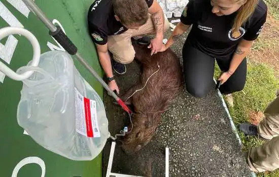 Equipe Ambiental de Ribeirão Pires resgata capivara em Ouro fino