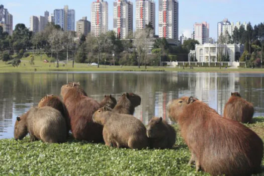 Prefeitura quer esterilizar capivaras que vivem às margens do Pinheiros