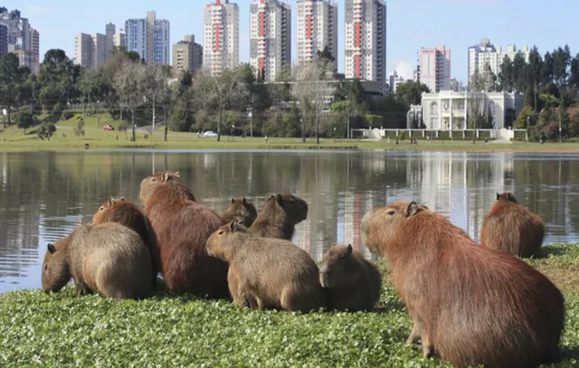 Prefeitura quer esterilizar capivaras que vivem às margens do Pinheiros