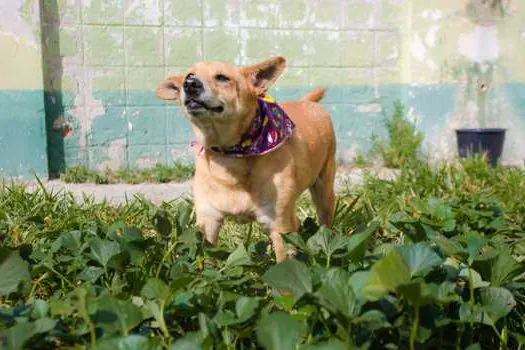 Parque Central recebe mais de 100 animais na tradicional feira de adoção Eu amo, eu adoto