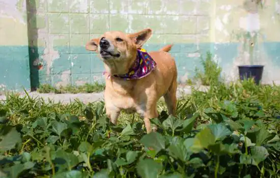 Parque Central recebe mais de 100 animais na tradicional feira de adoção Eu amo