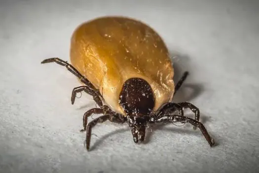 Febre Maculosa: o que você precisa saber sobre a transmissão da doença em áreas urbanas