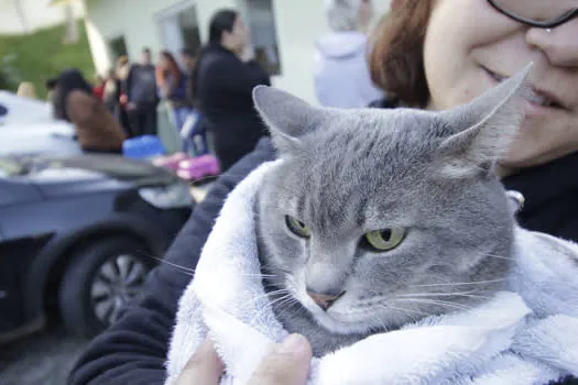 Ribeirão Pires já realizou 1800 castrações gratuitas de cães e gatos