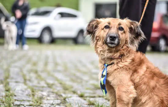 Ribeirão Pires já castrou quase 2 mil animais em programa gratuito