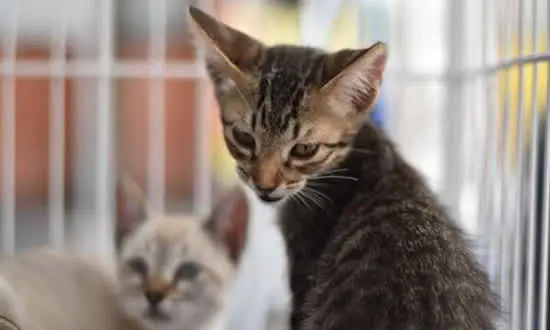 Ribeirão Pires promove castração de cães e gatos previamente cadastrados