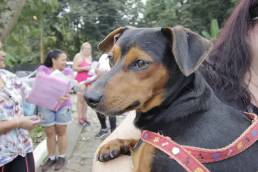 Ribeirão Pires realiza nova rodada de castrações gratuitas de cães e gatos