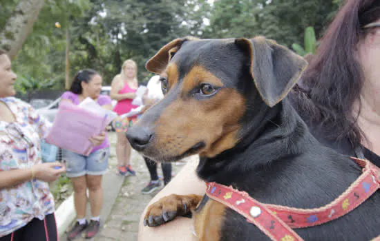 Ribeirão Pires realiza nova rodada de castrações gratuitas de cães e gatos