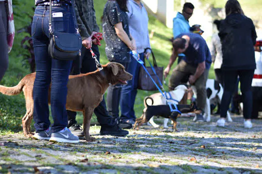 Ribeirão Pires já realizou 1700 castrações gratuitas de cães e gatos