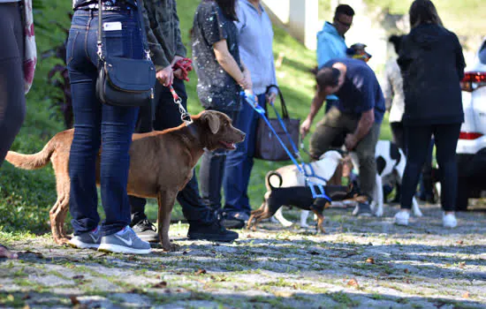 Ribeirão Pires já realizou 1700 castrações gratuitas de cães e gatos