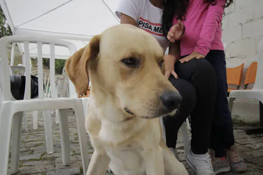 Ribeirão Pires já realizou 1500 castrações gratuitas de cães e gatos