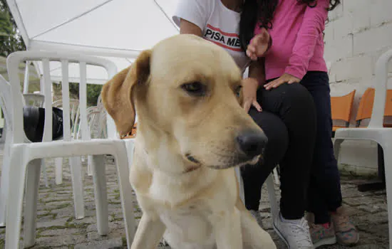 Ribeirão Pires já realizou 1500 castrações gratuitas de cães e gatos