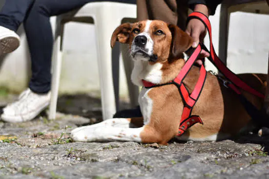 Ribeirão Pires já realizou mais de 1400 castrações gratuitas de animais