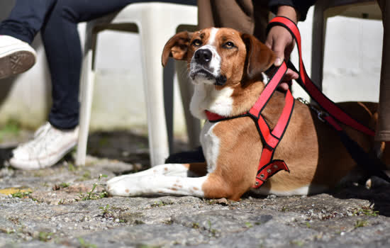 Ribeirão Pires já realizou mais de 1400 castrações gratuitas de animais