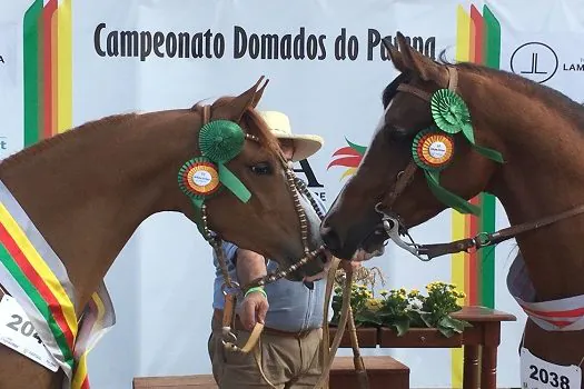 Participação do cavalo Árabe na Expointer 2021 proporciona bons negócios para a raça