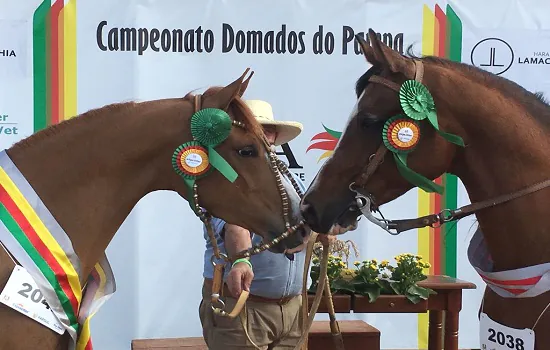 Participação do cavalo Árabe na Expointer 2021 proporciona bons negócios para a raça